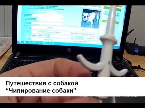 Чипирование собаки - как, где, чем и зачем нужен чип собаке - YouTube