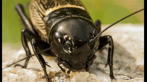Цвіркун польовий (Gryllus campestris) — комаха з роду Цвіркун (Gryllus ...