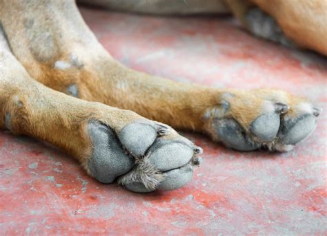 Is this normal? | Dog Forum