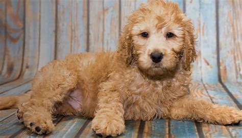 The Labradoodle: A Delightful Blend of Charm and Intelligence