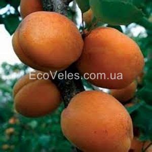 Абрикос «Супериор» (контейнер) купить по цене 200 грн в Киеве и Украине ...