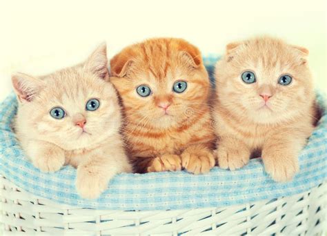 Três gatinhos pequenos foto de stock. Imagem de gatinhos - 60731526