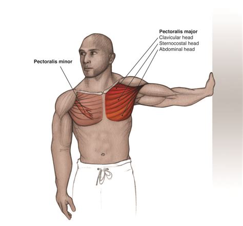 Pectoralis Minor | Muscle stretches, Physical therapy student, Hip injuries