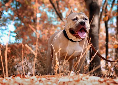 Pitbul Net Worth: Music Mogul's Earning Secrets Revealed