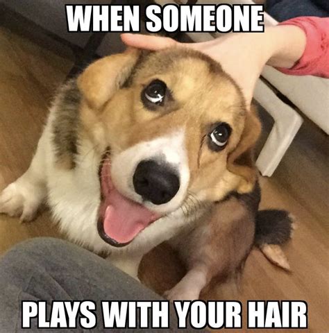 Funny Dog Memes That Will Have You Rolling - Mutt Scrub Products