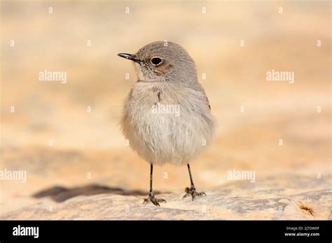 blackstart frontal portrait stock photo alamy