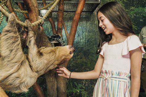 Where to Meet Sloths and Learn More About These Animals