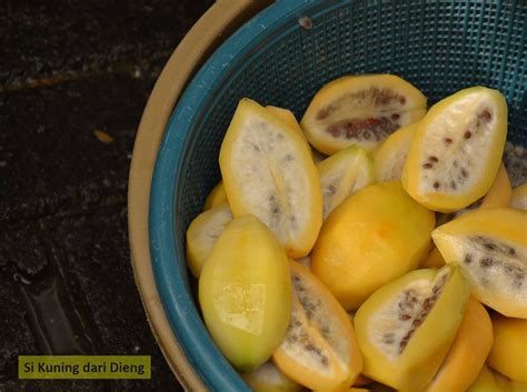 kandungan gizi buah carica  wajib kamu ketahui