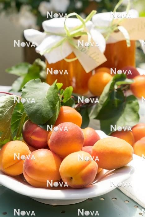 Prunus armeniaca