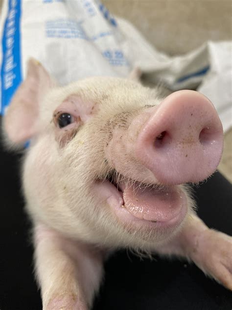 Pigs Pig Annimal - Free photo on Pixabay - Pixabay