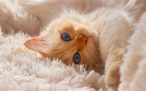 Обои котенок, рыжий, на ковре, скачать обои, фото и картинки бесплатно