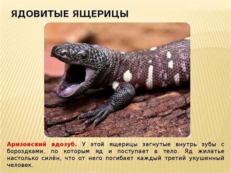 Зубы и яды