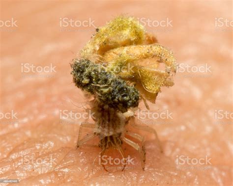Chrysopidae Larvae In Thailnad Stock Photo - Download Image Now ...