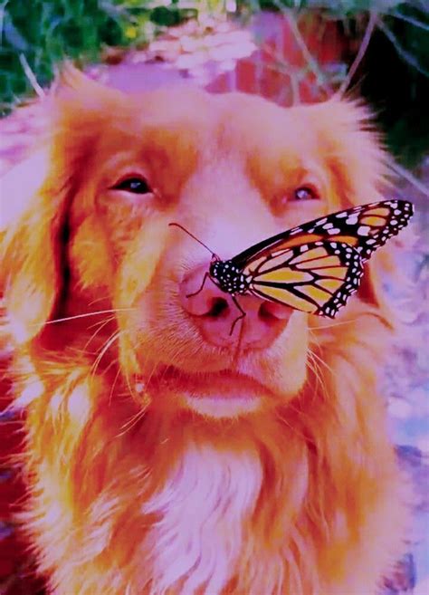 Пин от пользователя DOGS CUTES на доске dog aesthetics