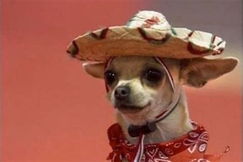 funny chihuahua memes     laugh petpress