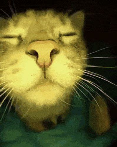 Discord Gif Profile Picture