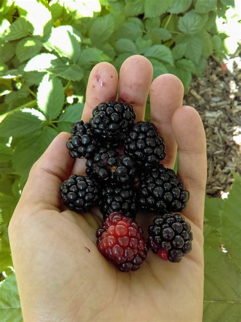 Bramble On: It’s Blackberry Time! – Philadelphia Orchard Project