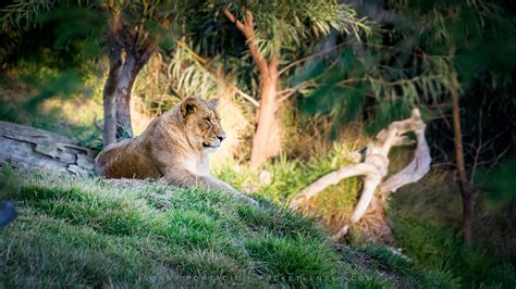 tips   photograph animals   zoo pocket lenses