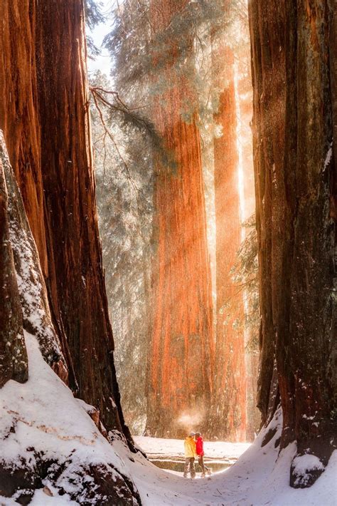 20 helpful things to know before visiting sequoia national park in