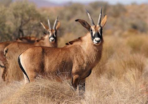 roan antelope largest antelope species  africa
