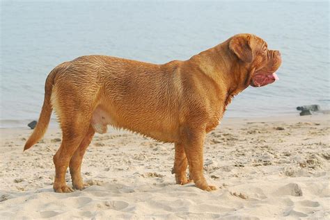 categorydogue de bordeaux wikimedia commons