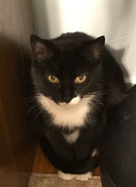 More local programs will help you adopt a kitten this year 7