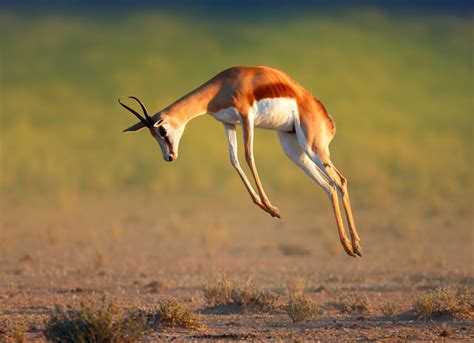 Springbok: The National Animal of South Africa