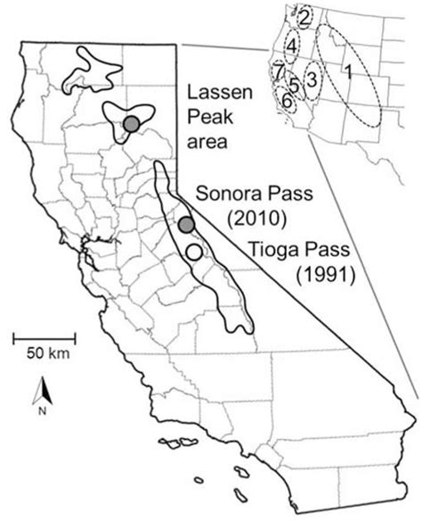 Discovery of a Remnant Population of Sierra Nevada Red Fox (Vulpes ...