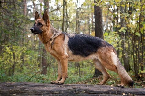 german shepherd double coat      wag pet boutique