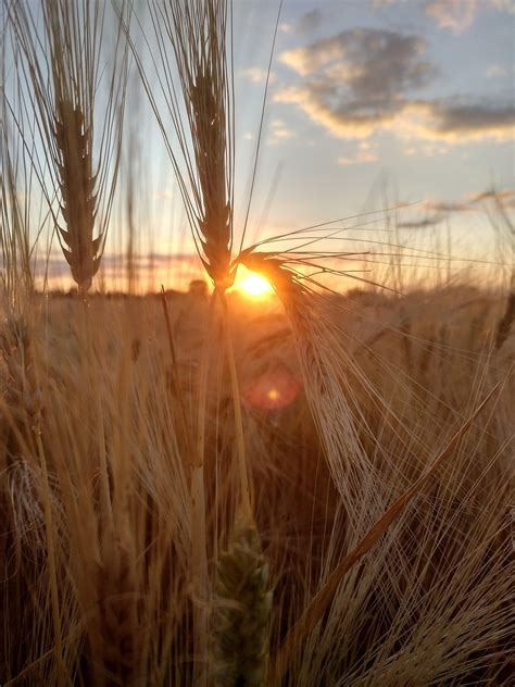 Sonnenuntergang Feld Gerste - Kostenloses Foto auf Pixabay - Pixabay