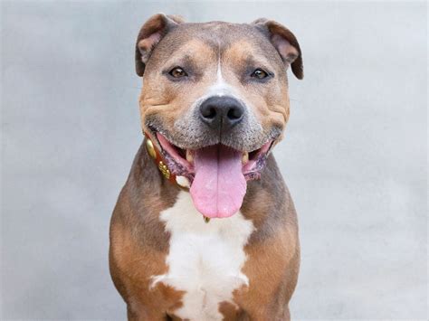 Pitbull - Thehistorybucket Blog