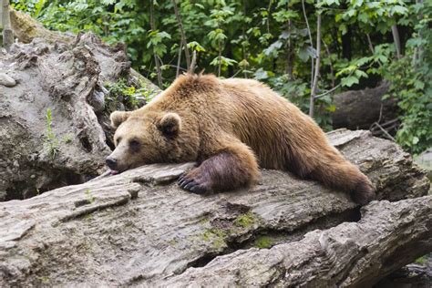 La hibernación del oso pardo - Naturalimits