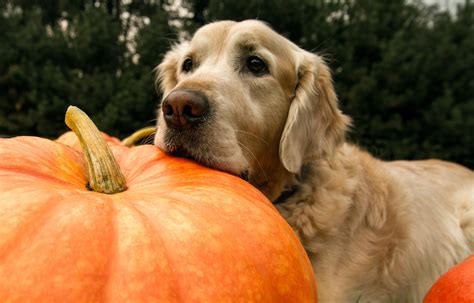 gambar keemasan duduk musim gugur halloween binatang menyusui