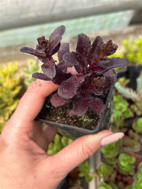 Sedum hylotelephium ‘Touchdown Teak’ Rozchodnik Karpacki | Succulents ...