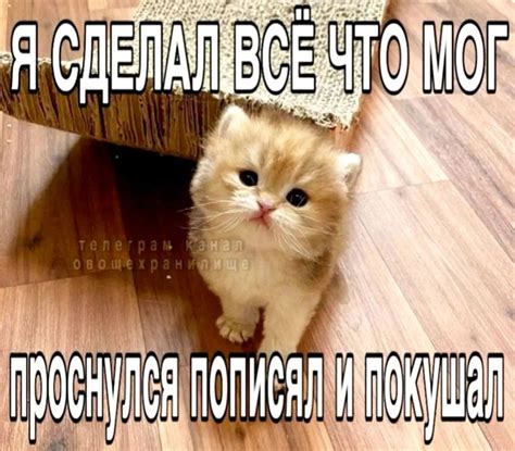 Chromov - информация | BeOn.Fun - Блоги, Форумы, Тесты, Общение!