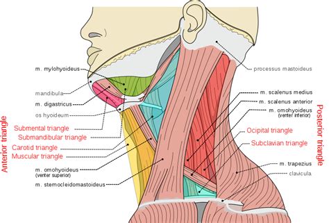 File:Musculi coli base, my edits for tringles, labeled triangles.svg Muscles Of The Neck, Bones ...