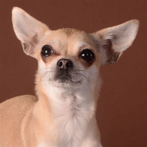 chihuahua - bello dog shirt