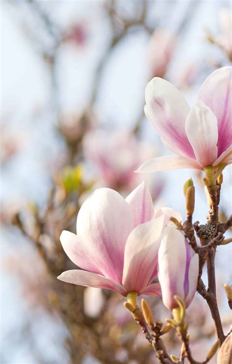 Magnolia varieties 🌸 🍃 Unveiling nature's most charming blooms