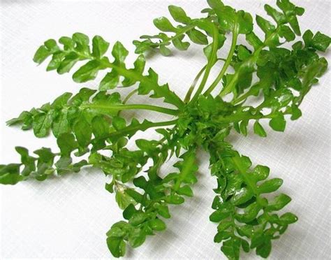 ji cai tcm herbs tcm wiki