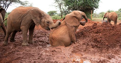 baby elephant splashes  muddy puddle   toddler   rain