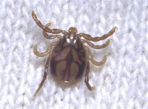 tick control pest control werribee