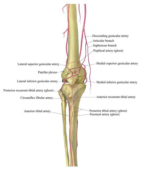 Elliot K. Fishman, CTisus.com on Twitter | Medical illustration ...