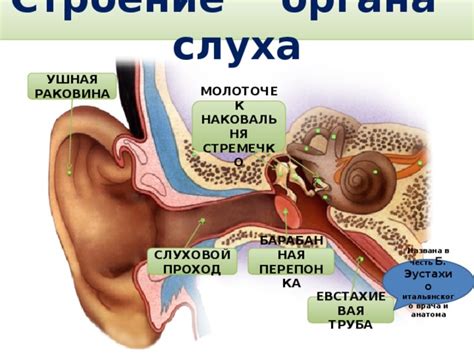 Урок "Зачем человеку уши? - биология, уроки