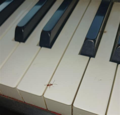 red ant  bug  unity maine