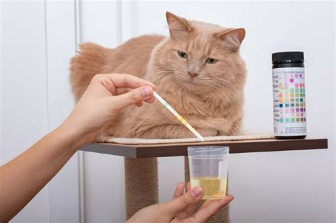 how to get urine sample from cat