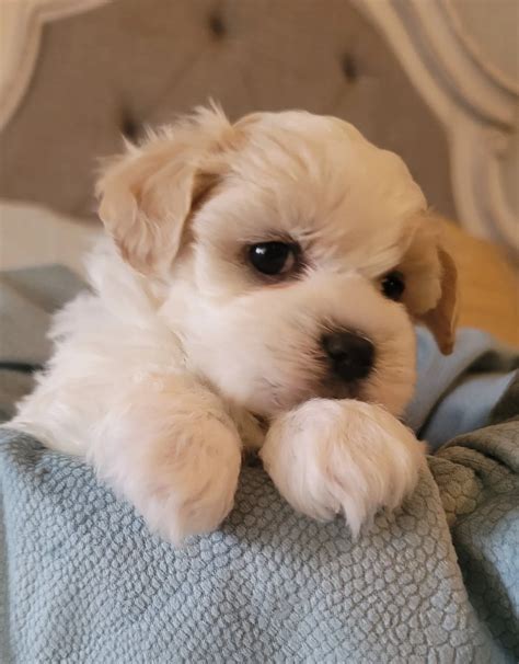 Shichon (Teddy Bear) Puppies — Lake Ridge Teddy Bear puppies and Gypsies