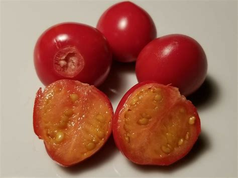 Litchi Tomato Seeds | Solanum sisymbriifolium | 10 seeds HRSeeds.com ...