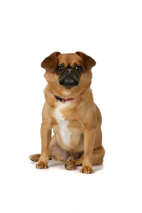 A Dog With Small Ears