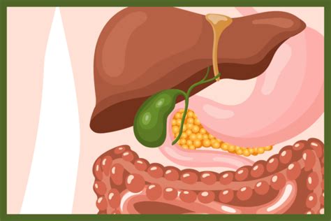 Gallbladder Health Demystified - IslandHealth.org