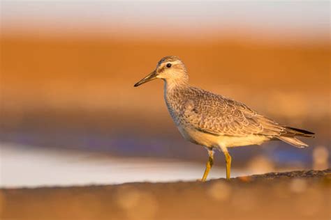 230+ Great Knot Bird Stock Photos, Pictures & Royalty-Free Images - iStock